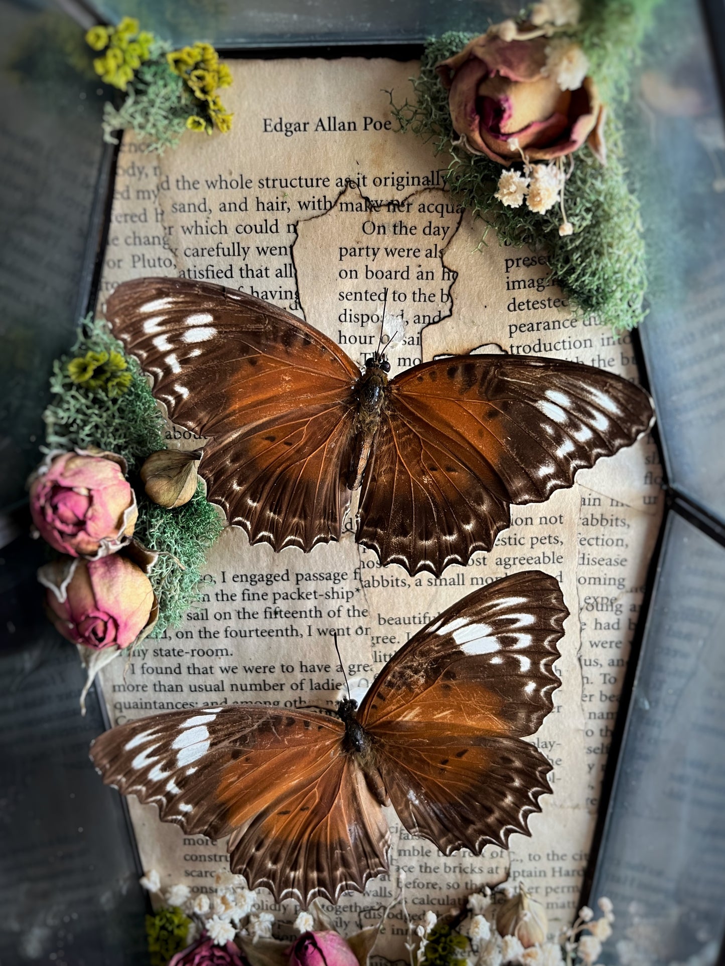 Butterflies Displayed in Glass Coffin with Dried Roses
