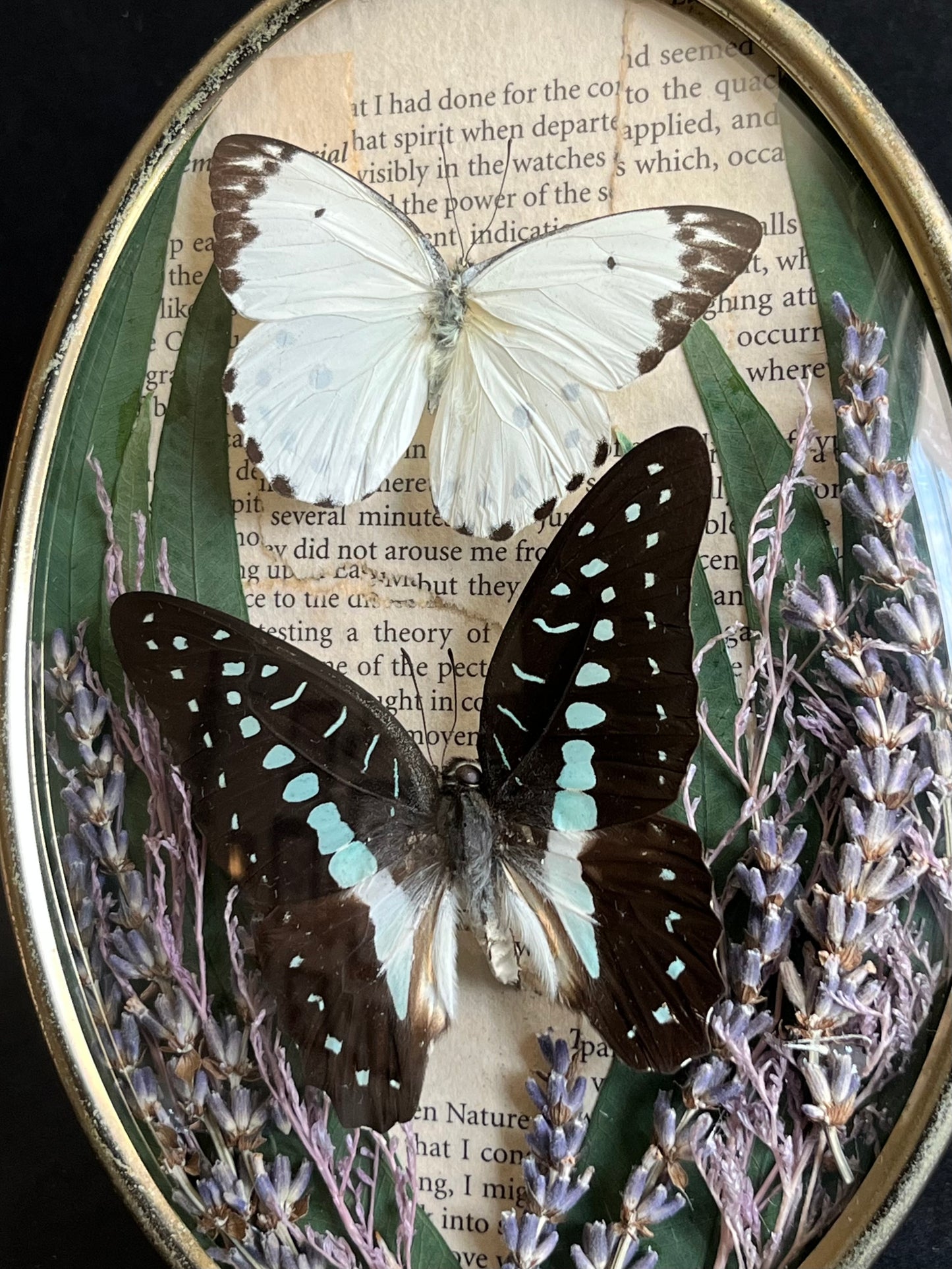 Butterflies in Vintage Bubble Glass Frame