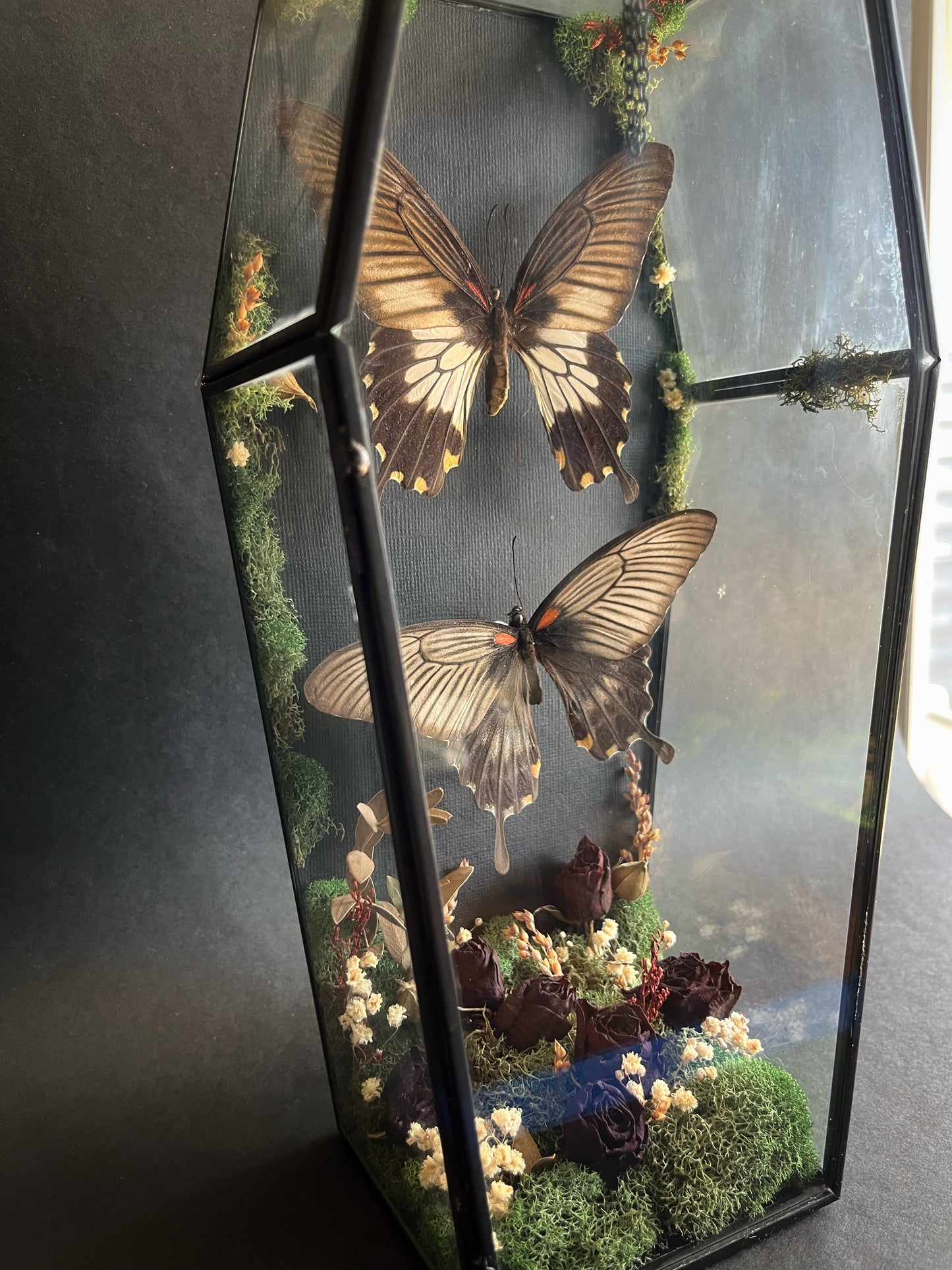 Butterflies in Large Coffin With Dried Florals