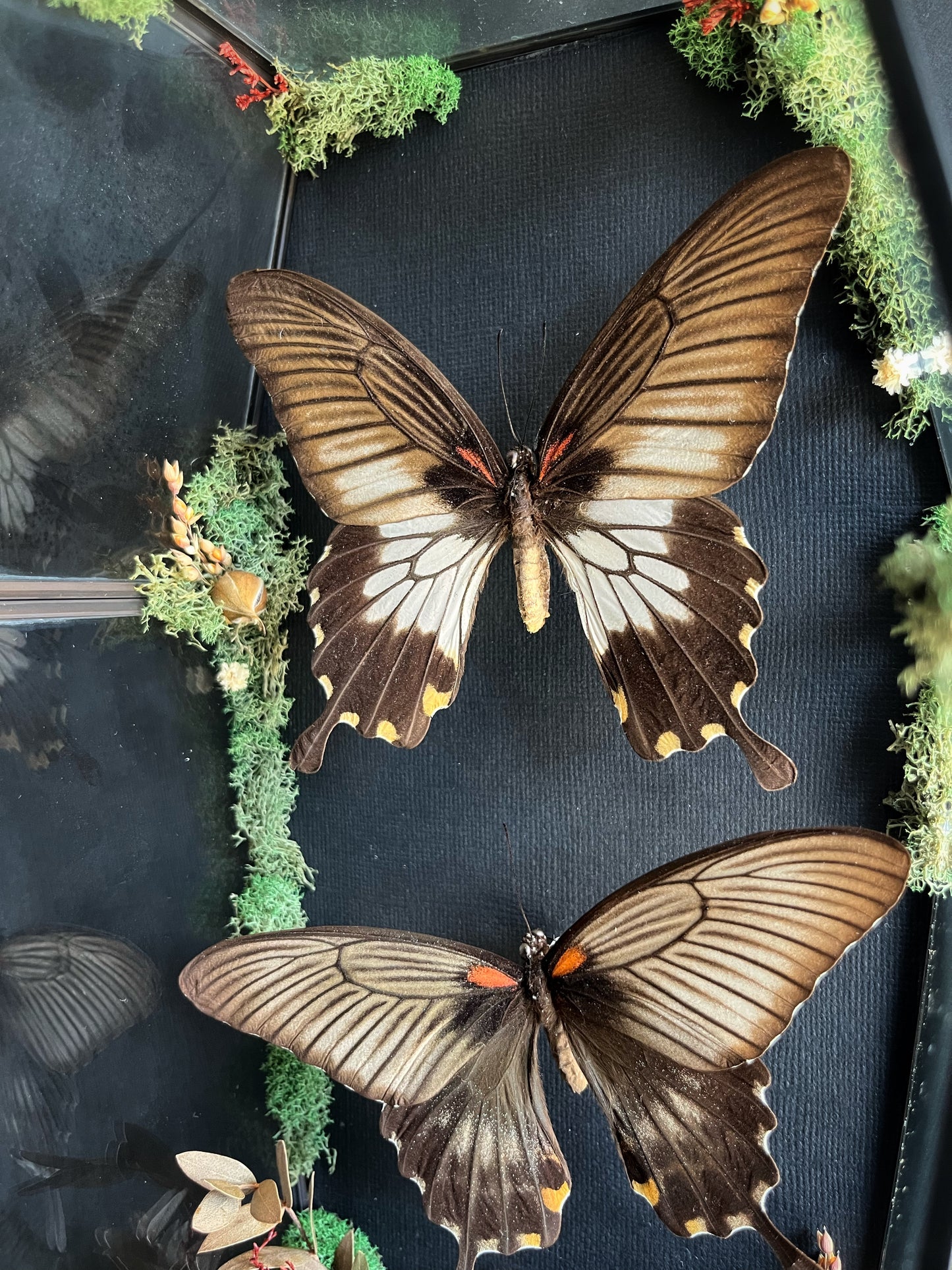 Butterflies in Large Coffin With Dried Florals