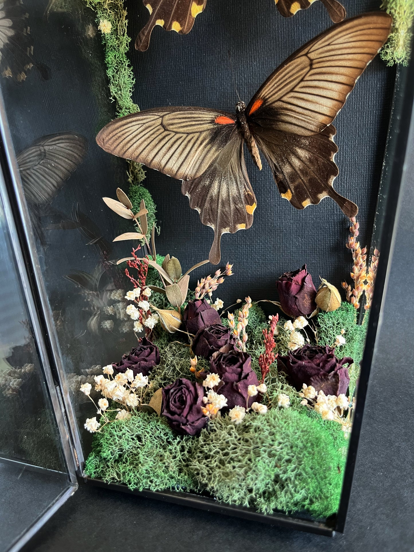 Butterflies in Large Coffin With Dried Florals