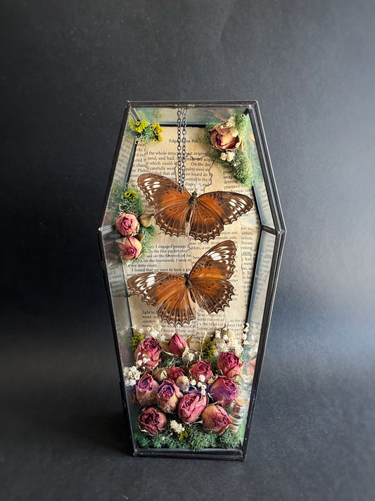 Butterflies Displayed in Glass Coffin with Dried Roses