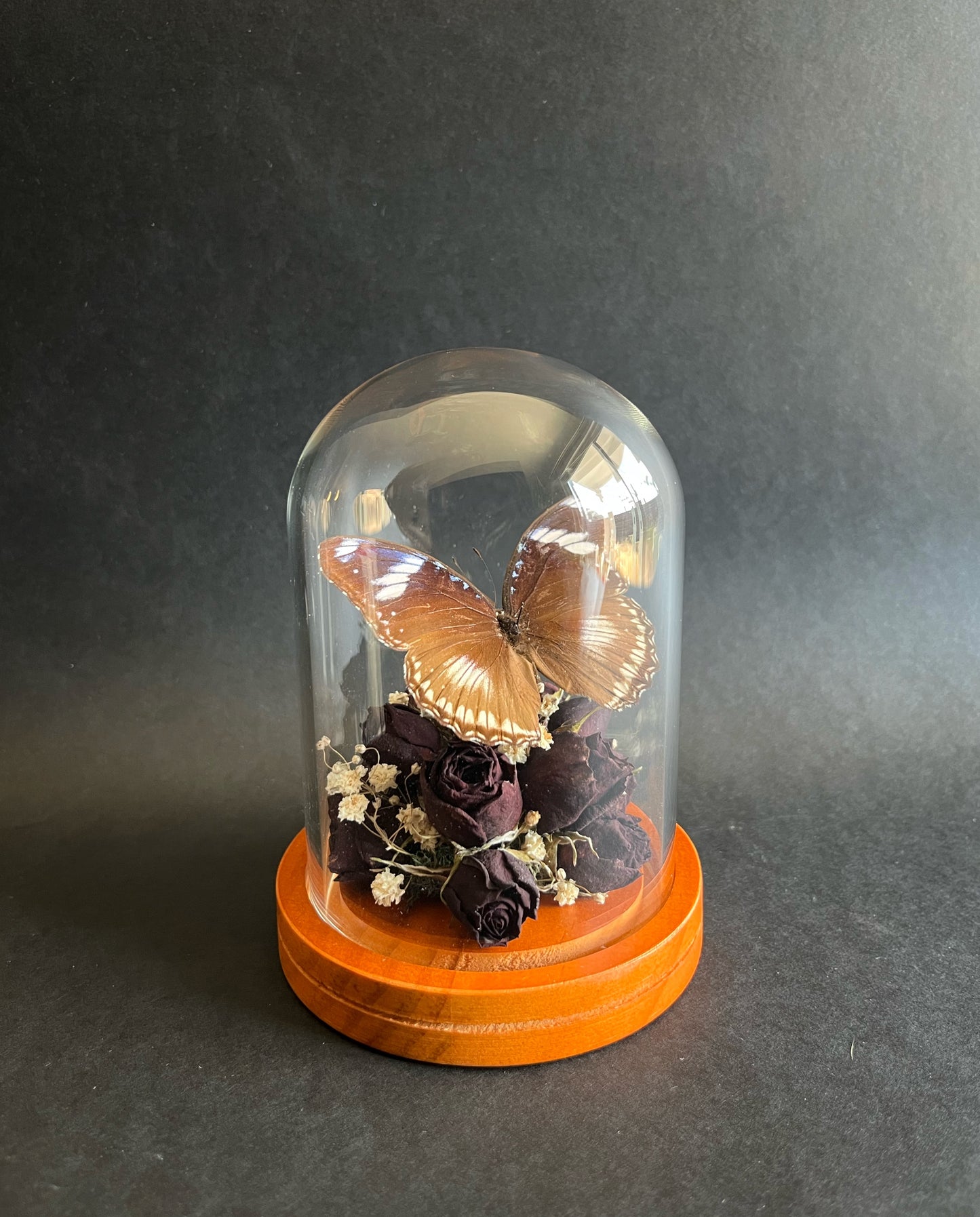 Butterfly in Dome With Dried Roses