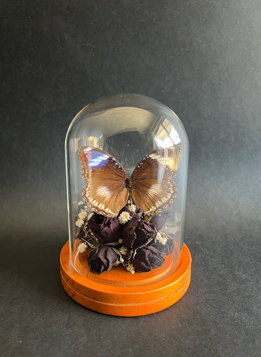 Butterfly in Dome With Dried Roses