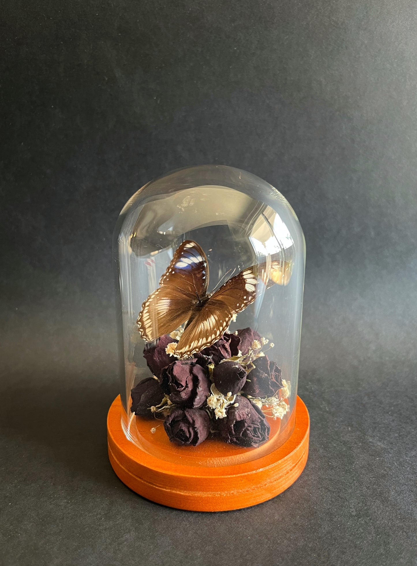 Butterfly in Dome With Dried Roses