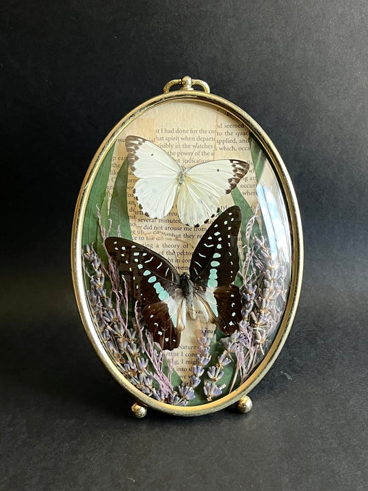 Butterflies in Vintage Bubble Glass Frame