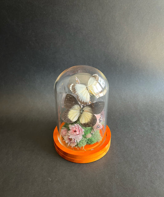 Butterflies in Dome with Lavender and Dried Florals