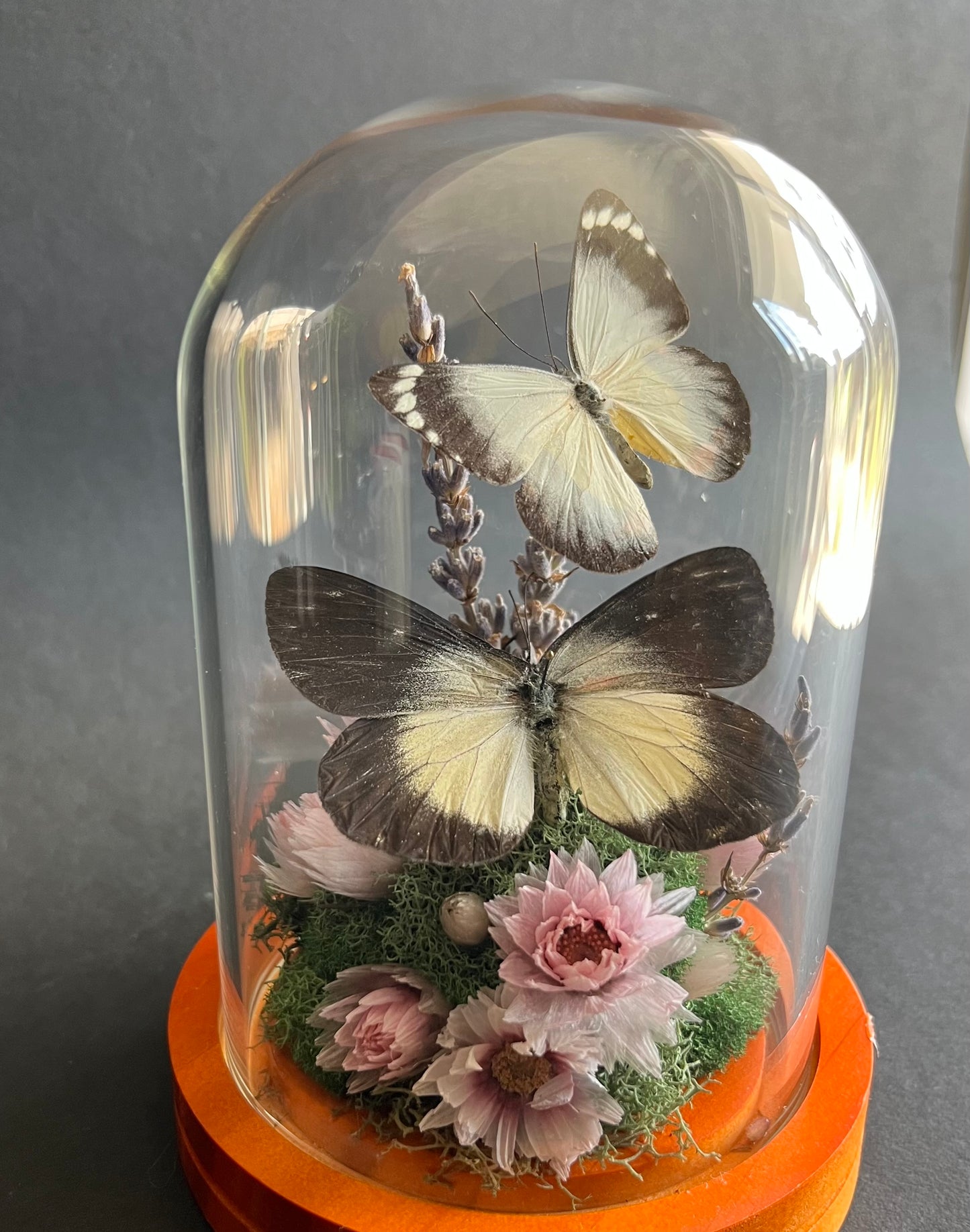 Butterflies in Dome with Lavender and Dried Florals