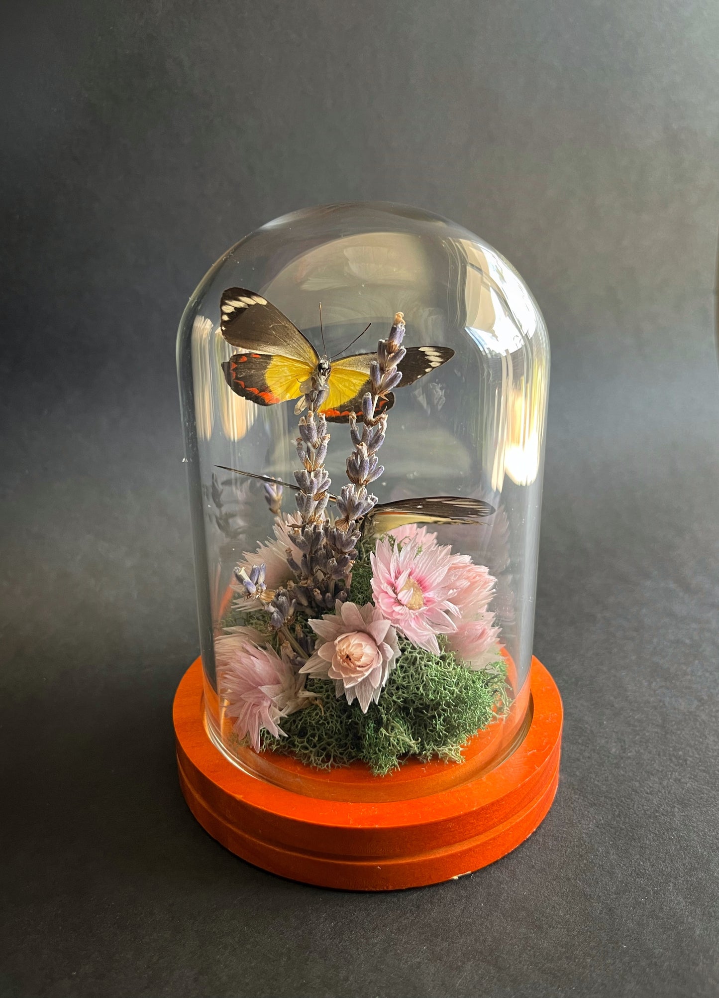 Butterflies in Dome with Lavender and Dried Florals